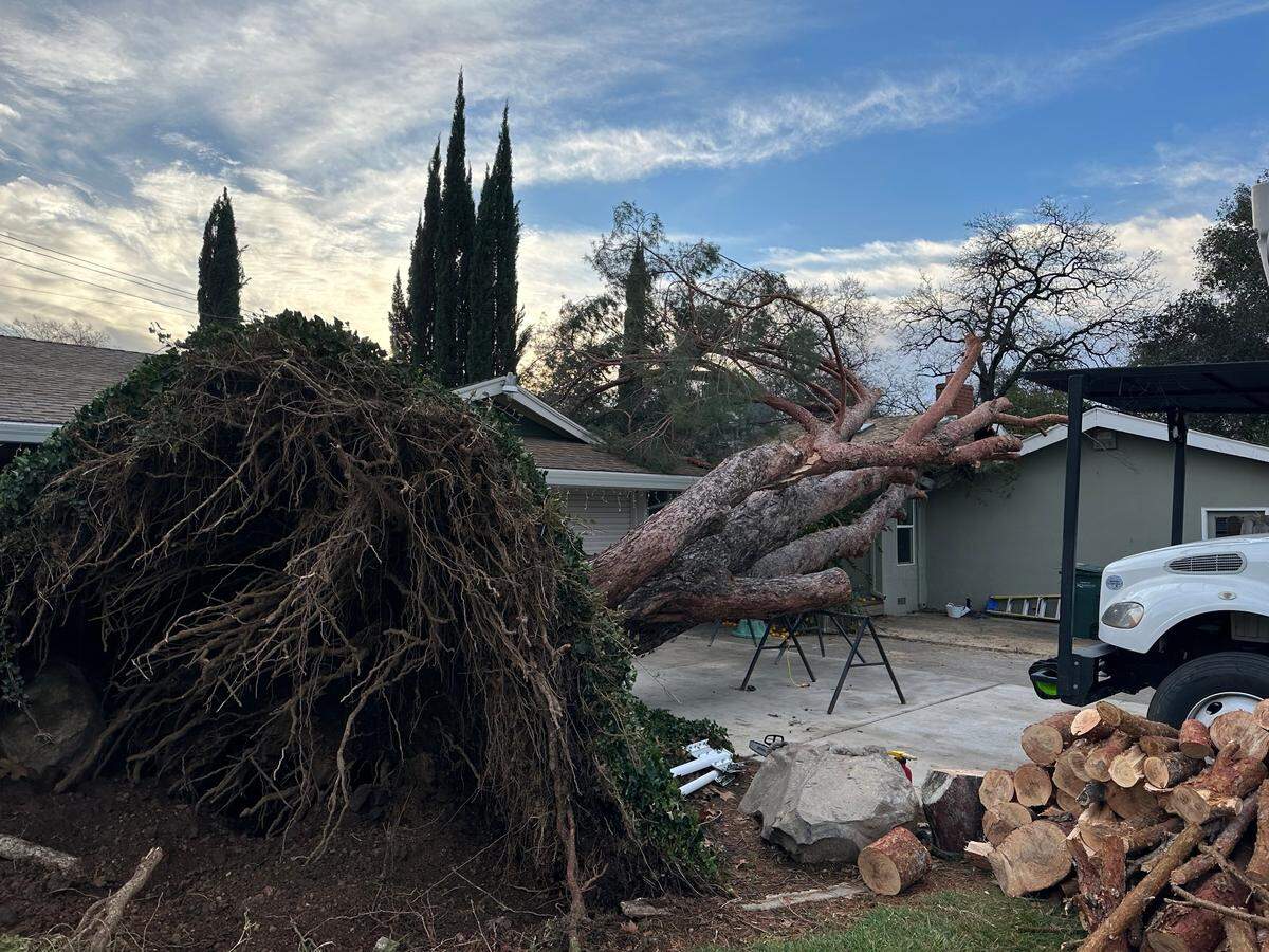 Arborist Scott Shaw with Fair Oaks Arborsit responds to a gray pine tree in Carmichael. The tree was uprooted in Northern California’s “atmospheric river” storm, he said.