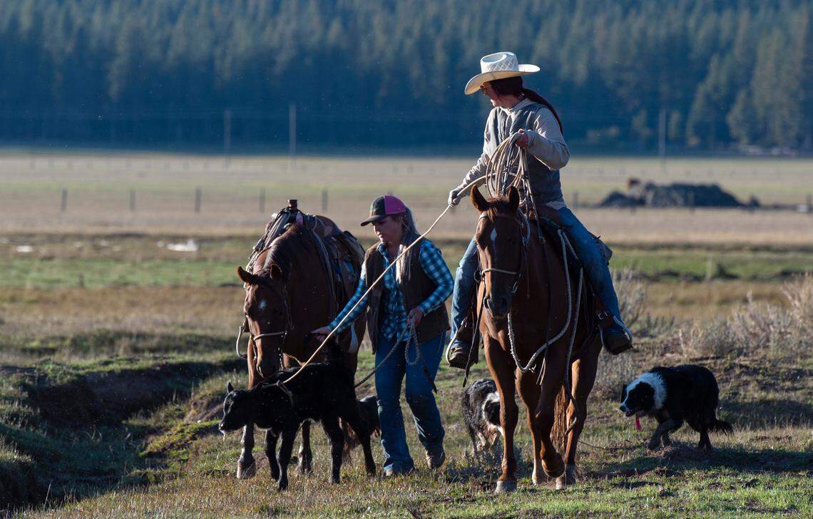 Megan and Fallon de Braga, daughters of Dusty de Braga of the de Braga Cattle company, bring in an orphaned calf they found out on the range while rounding up their cattle. The company manages cattle in the area where the Lassen wolf pack roam in southern Lassen County.