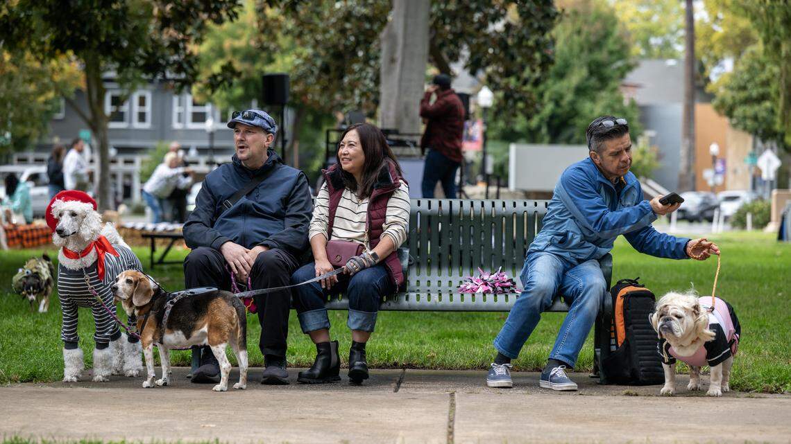 What’s the most popular dog breed in Sacramento? This ‘playful’ pup is No. 1