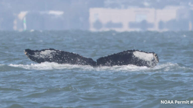 Humpback whale spotted in Sacramento River likely still in area, marine experts say