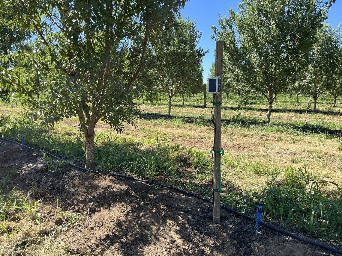 A photo of Farmblox’s sensors on an orchard. Built for rough terrain and gloved hands, Farmblox’s field monitors connect to an app designed to make irrigation and soil tracking simple.