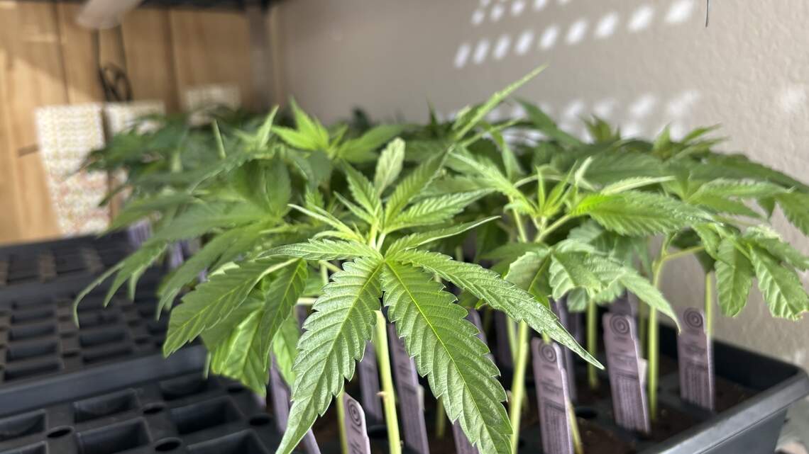 CA State Fair cannabis exhibit celebrates milestone anniversary, honors activists