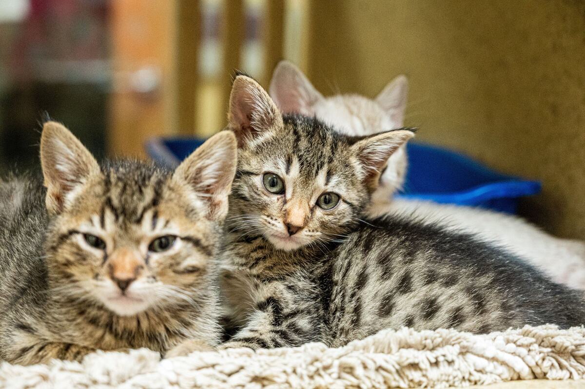 Kittens at Front Street Animal Shelter in Sacramento on June 13, 2024. Data show that most animals at the shelter are placed in a permanent home.