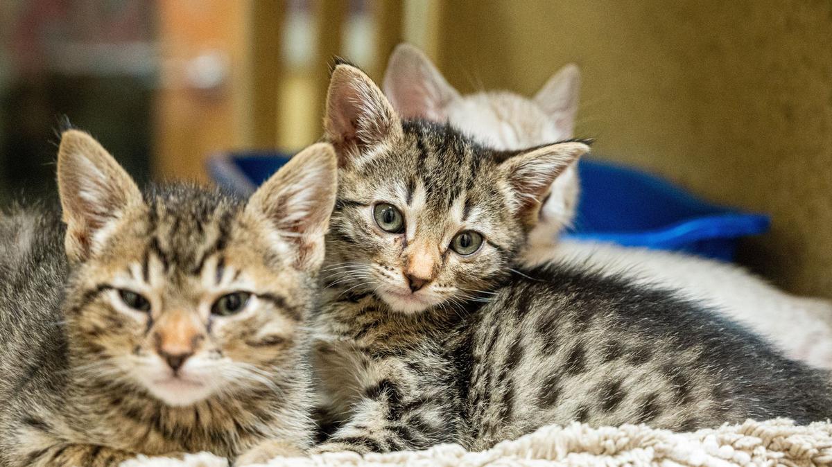 Kittens at Front Street Animal Shelter in Sacramento on June 13, 2024.