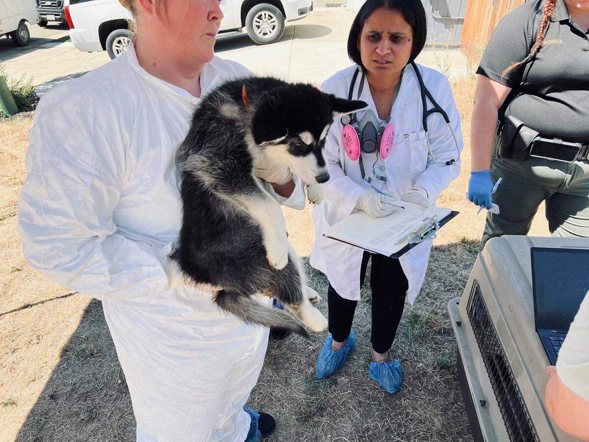 Sheriff’s and animal services officials on Tuesday July 19, 2022, recover and care for dogs found among 25 alive and dead dogs at a home on Tea Rose Drive in El Dorado Hills, California.