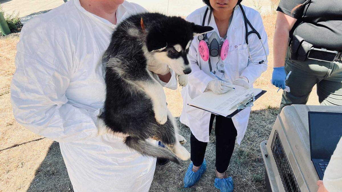 Sheriff’s and animal services officials on Tuesday July 19, 2022, recover and care for dogs found among 25 alive and dead dogs at a home on Tea Rose Drive in El Dorado Hills, California.