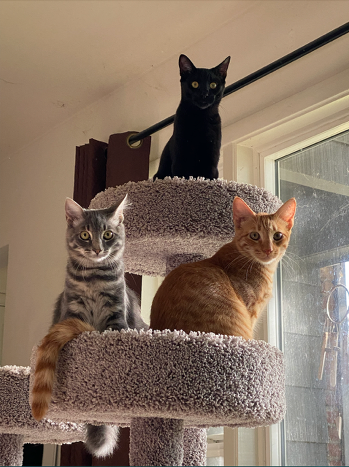 Bug, the gray cat, was clawed his way to the top of the competition.