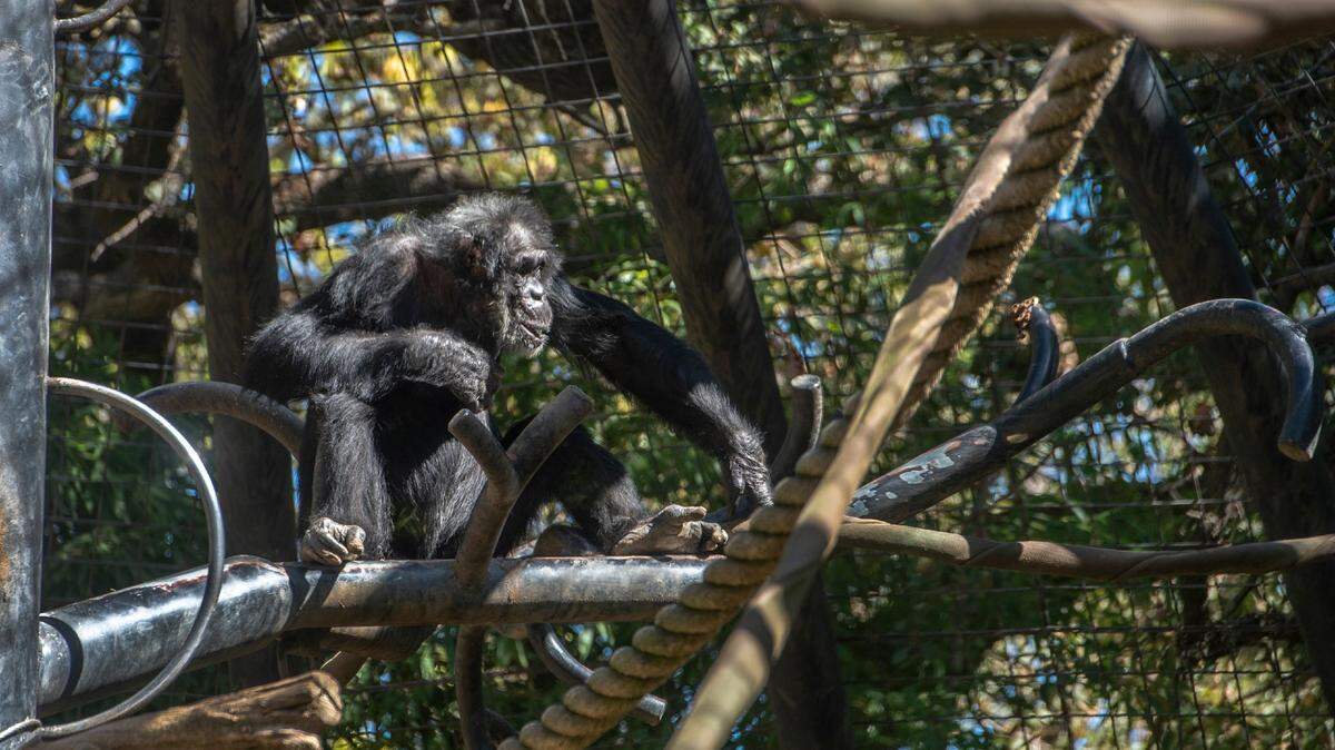 A chimpanzee moves around its enclosure at the Sacramento Zoo in 2018.