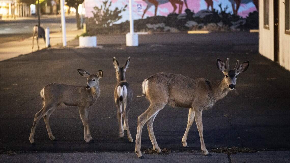 Daylight Saving Time shift is bad news for California animals, advocates warn