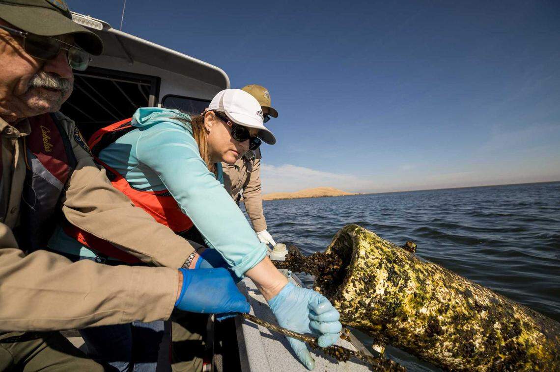 Department of Water Resources scientist Brianne Sakata, center, works with California State Parks staff to collect invasive golden mussels from buoys in O’Neill Forebay in Merced County in November. The mussels, native to Asia, have prompted officials at other waterways, including Lake Tahoe, to tighten restrictions on boats and decontamination.