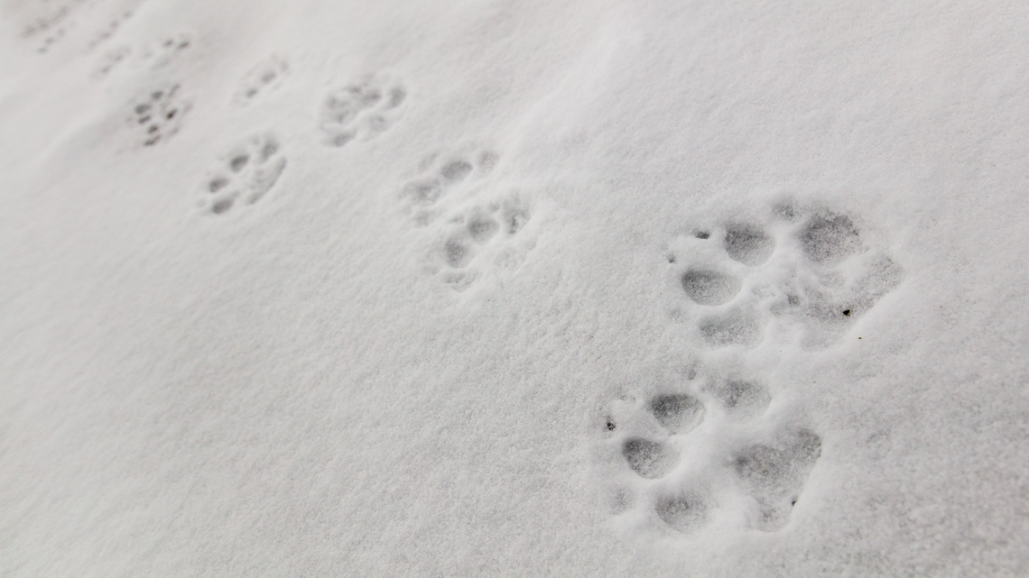 Animals left behind a variety of tracks in the snow across Yellowstone National Park, and some of them are harder to identify than you might think.