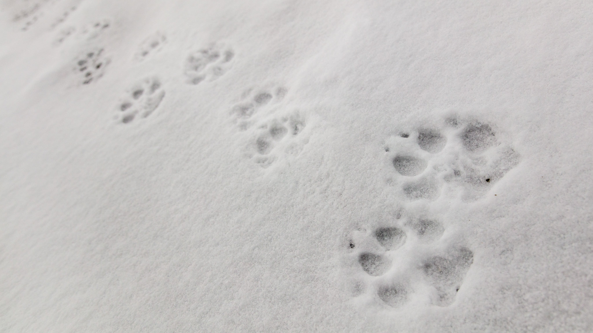 Animals left behind a variety of tracks in the snow across Yellowstone National Park, and some of them are harder to identify than you might think.