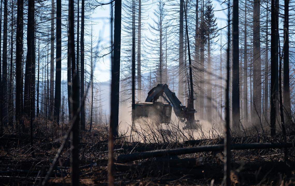 A feller buncher removes wildfire-damaged trees to be used for biomass on Collins Pine Co. land earlier this month.