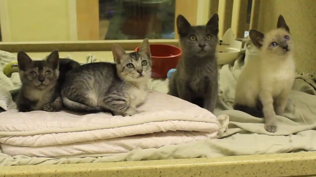 Front Street Animal Shelter in Sacramento unveiled a new texting program that helps owners find their lost pets. 