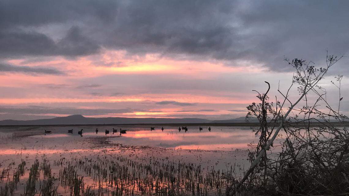 ‘We can’t just walk away.’ California’s wild places are under siege and dying