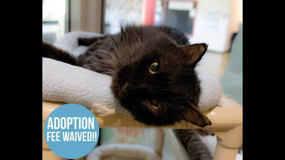 Baxter is an 8-year-old male domestic longhair/mix available for free adoption at the Sacramento County SPCA, thanks to a  sponsorship by Mark M. Glickman.