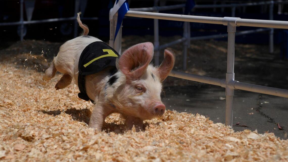 Monster trucks and extreme dogs: What to look for at the Sacramento County Fair