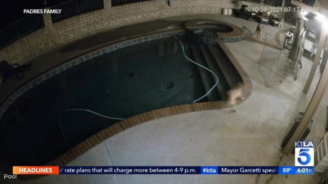 A dog named Rocky wound up with 30 stitches after running off a mountain lion seen in a La Verne, California, backyard Friday night, a family says.