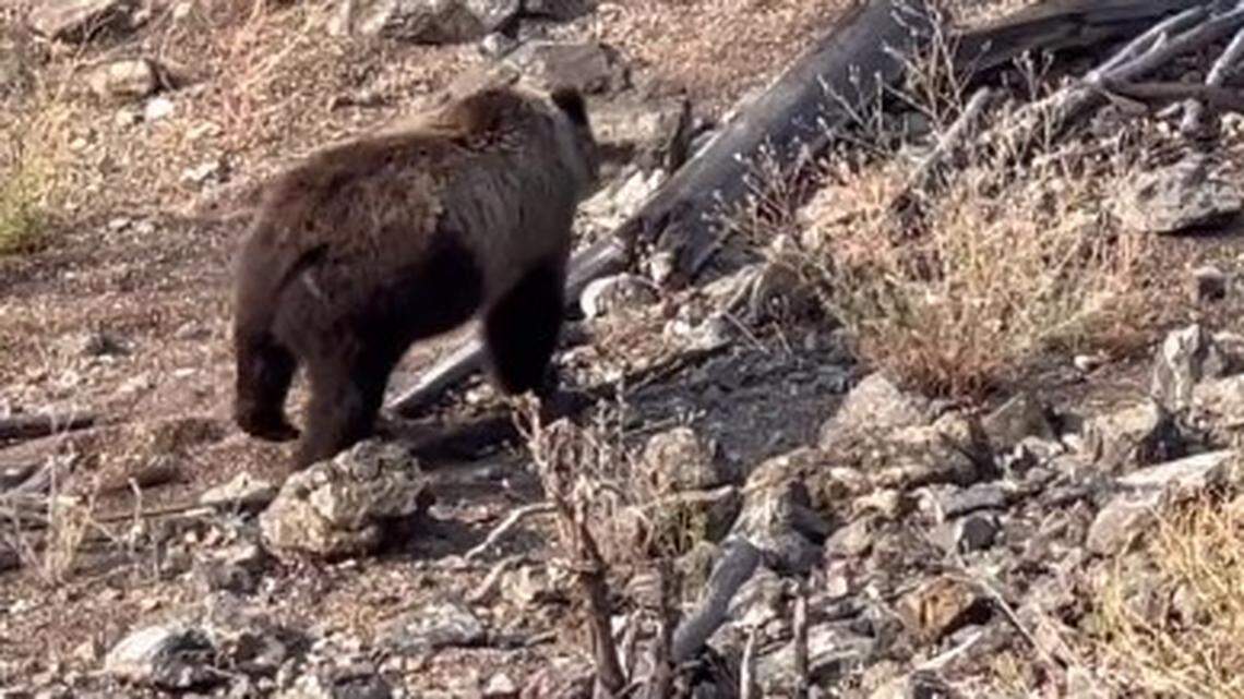 Bear activity forced the closure of a camp for 160 firefighters battling British Columbia wildfires, Canada officials say.