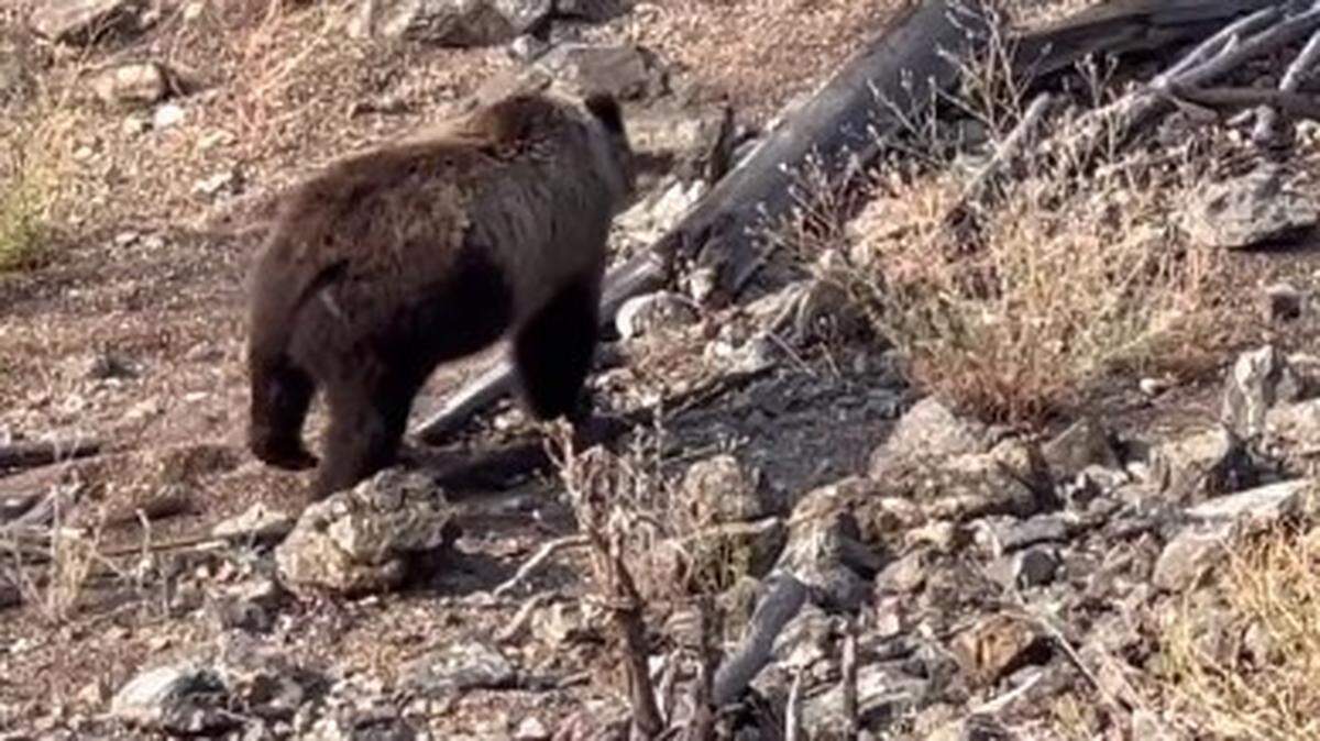 Bear activity forced the closure of a camp for 160 firefighters battling British Columbia wildfires, Canada officials say.