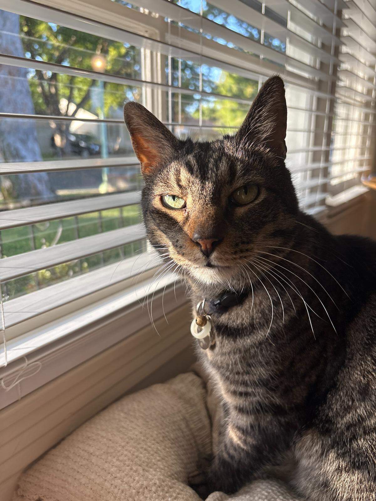 The Sacramento Bee is looking for the most adorable dogs and kitties in the area, and we want to put your pet in the spotlight.