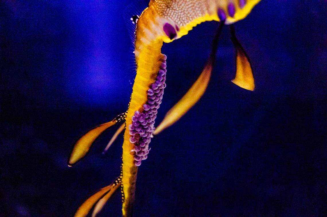 The pregnant male weedy seadragon at Birch Aquarium carried more than 70 eggs for weeks.