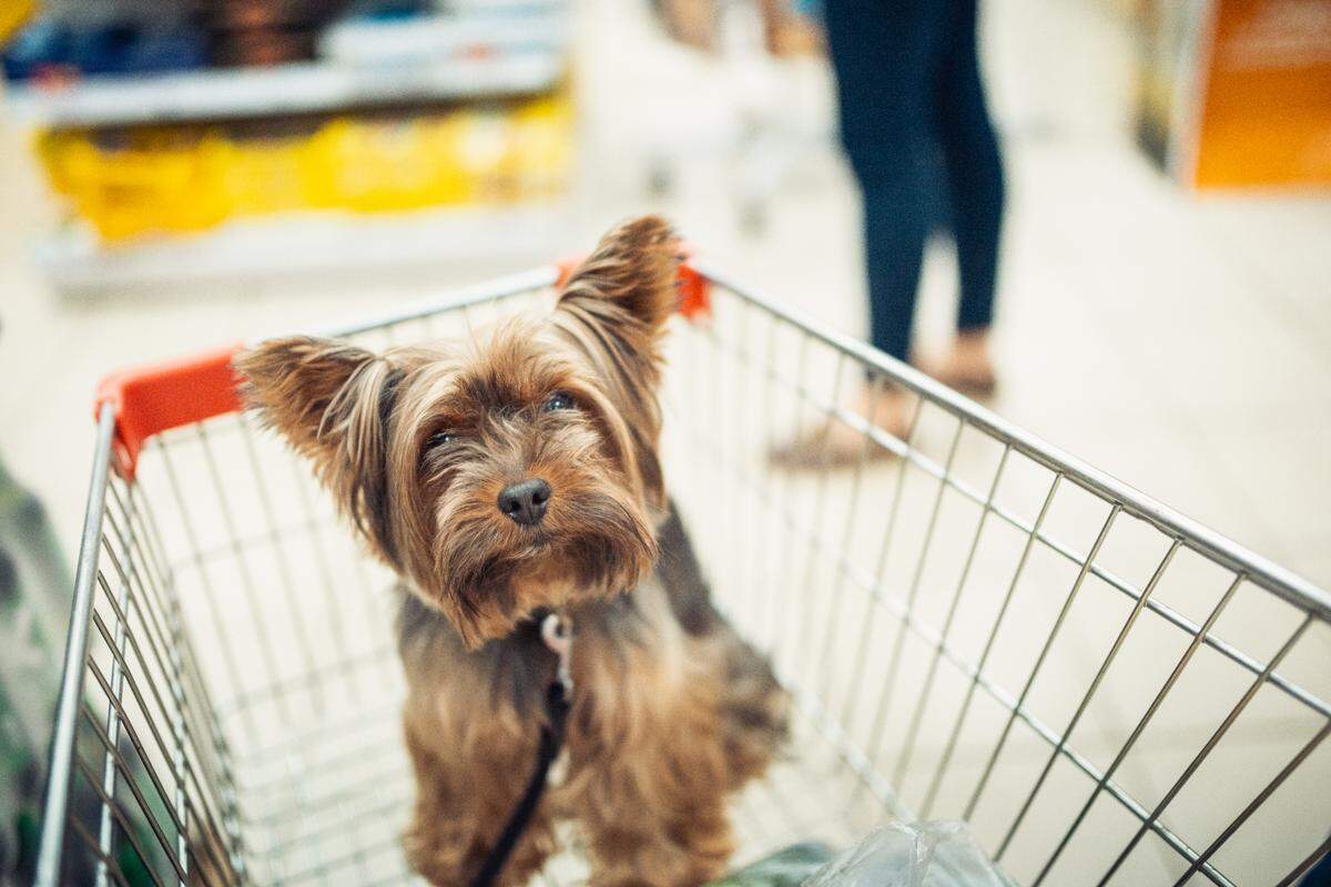 Cute little puppy dog sitting in a shopping cart on blurred shop mall background with people. selective focus macro shot with shallow DOF top view.