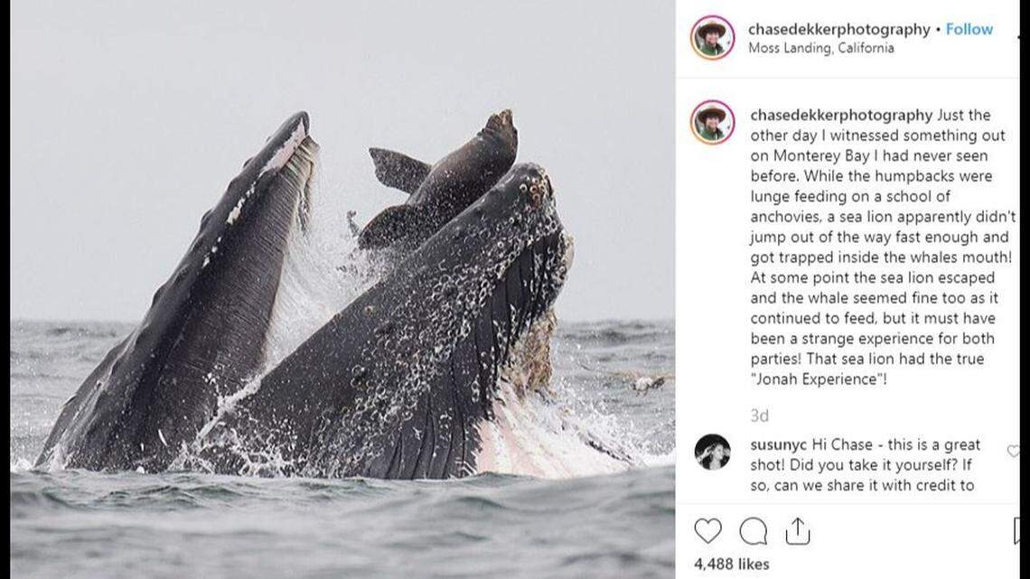A whale-watching trip on Monterey Bay led to a “mind-blowing” photo of a sea lion momentarily trapped in the mouth of a lunging humpback whale. The sea lion later escaped: Humpback whales feed on tiny krill.