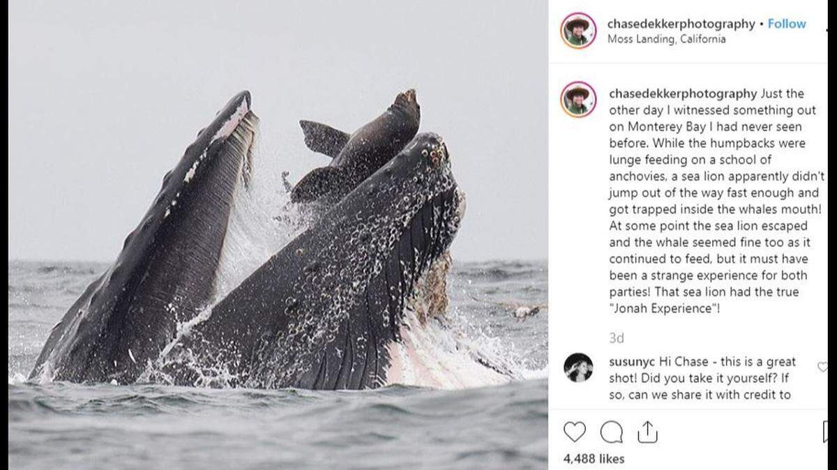 A whale-watching trip on Monterey Bay led to a “mind-blowing” photo of a sea lion momentarily trapped in the mouth of a lunging humpback whale. The sea lion later escaped: Humpback whales feed on tiny krill.