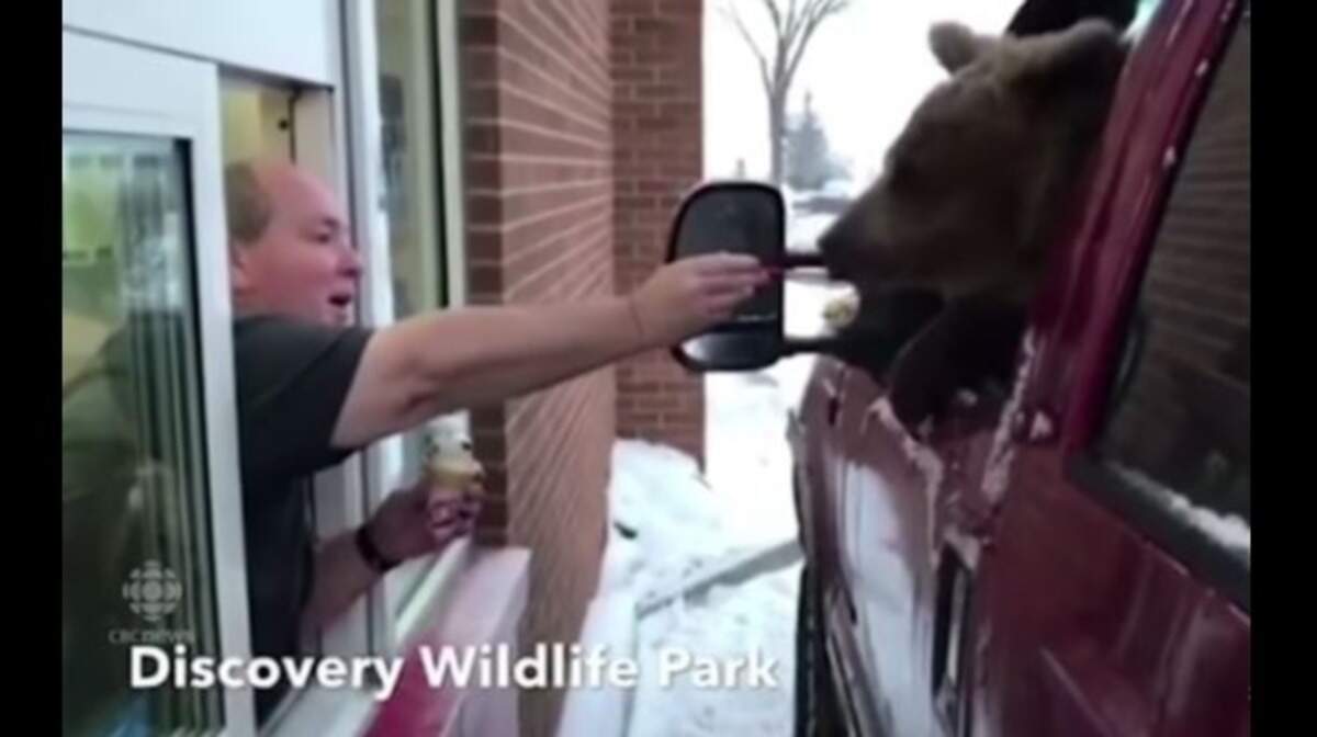 Berkley, a 1-year-old bear, got a trip to a Dairy Queen drive-through for ice cream, but keepers at Discovery Wildlife Park in Alberta, Canada, are in trouble for the jaunt, which was captured on video.