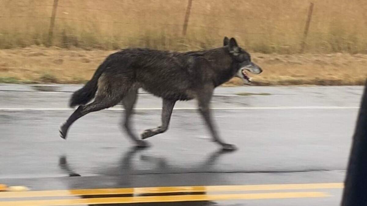 State and local authorities are searching for a wolf hybrid spotted near Sebastopol on the California coast.