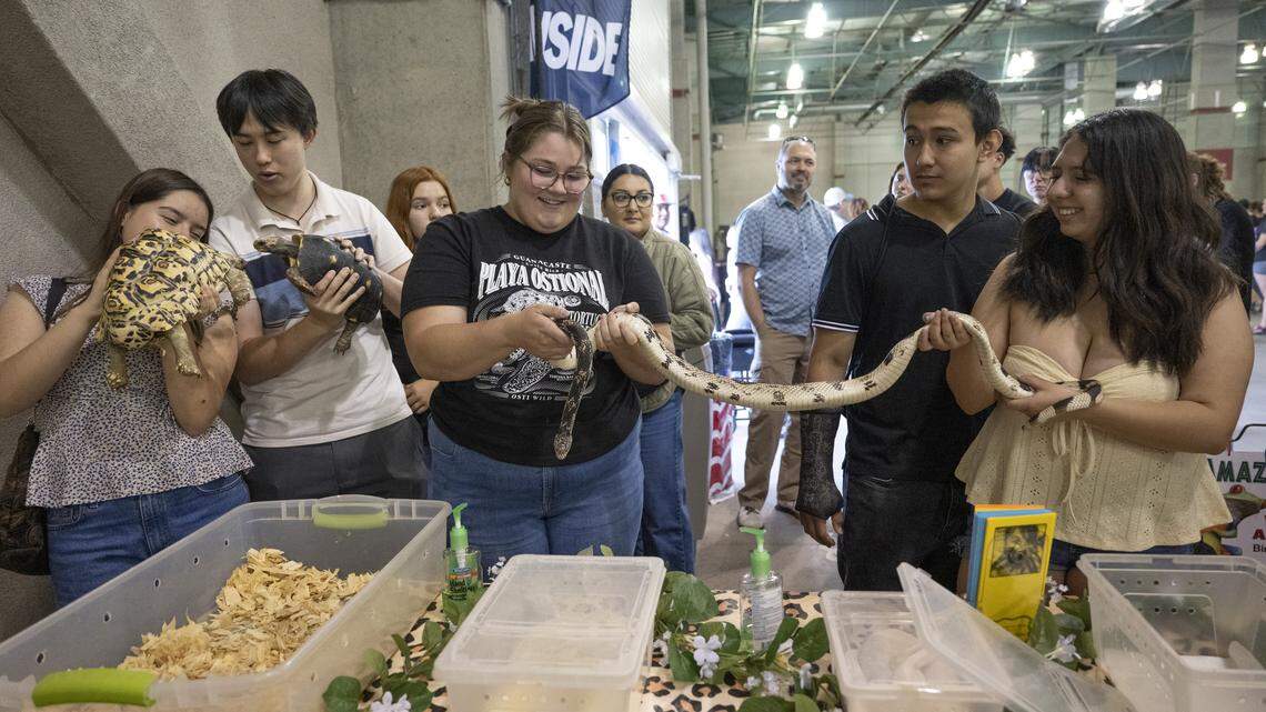Attendees pet different types of snakes and turtles during the Sacramento Reptile Show at Cal Expo in Sacramento on Sunday, April 19, 2026.