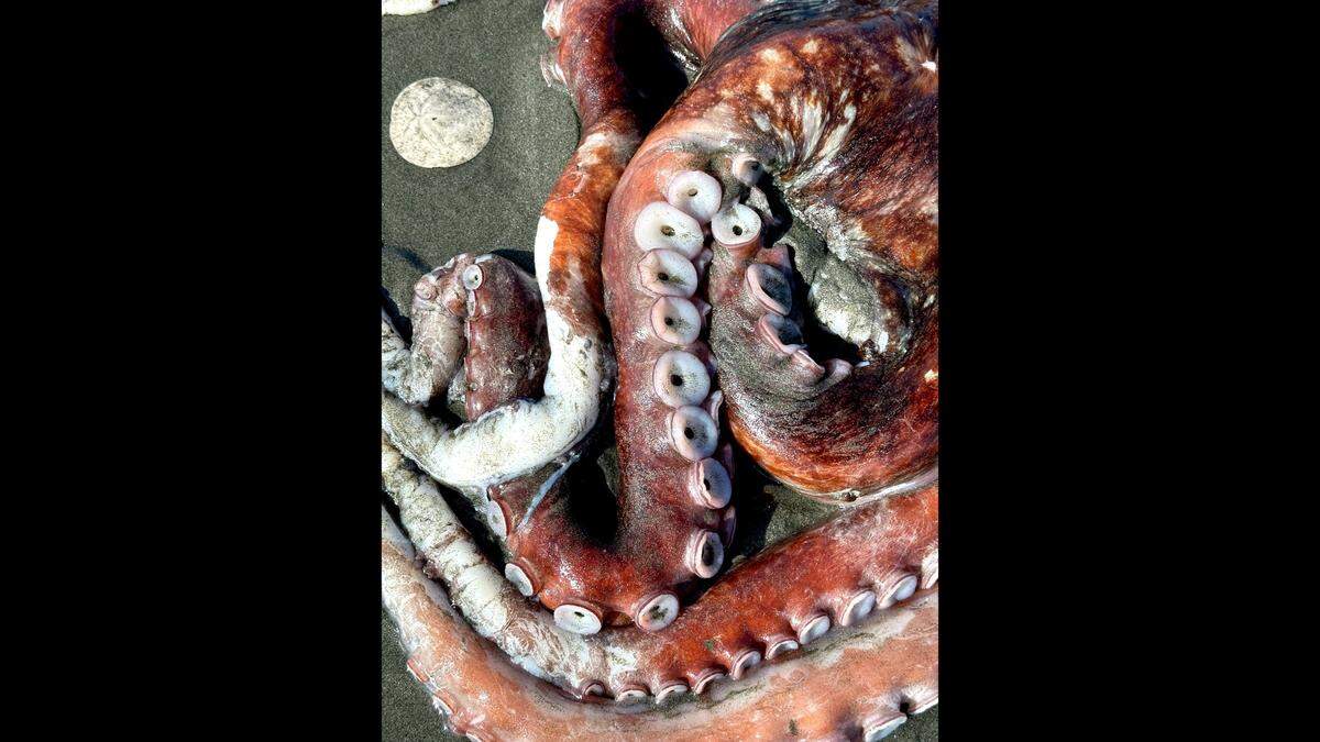 A giant octopus that washed ashore Clam Beach in Humboldt County likely died of old age, according to experts.