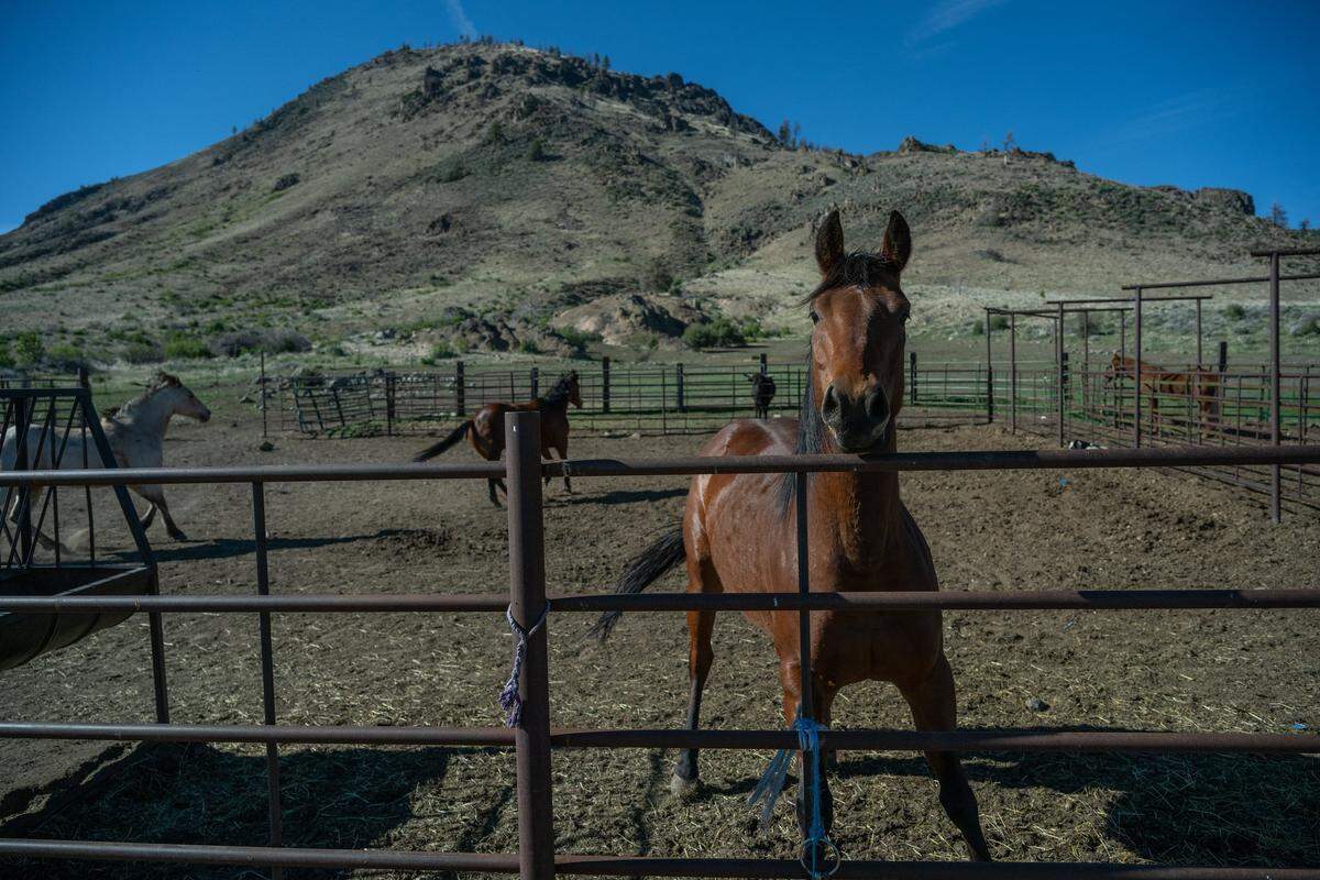 Horses roam in a corral at Dan Greenwood's ranch in Sierra Valley in May. Greenwood is worried that wolves seen near his corral might return and kill one of his horses—or possibly harm one of his three children. Greenwood's ranch has already lost two calves to wolves, and his sons have seen them several times—once chasing the family’s horses in their corral and once feeding on a dead cow.