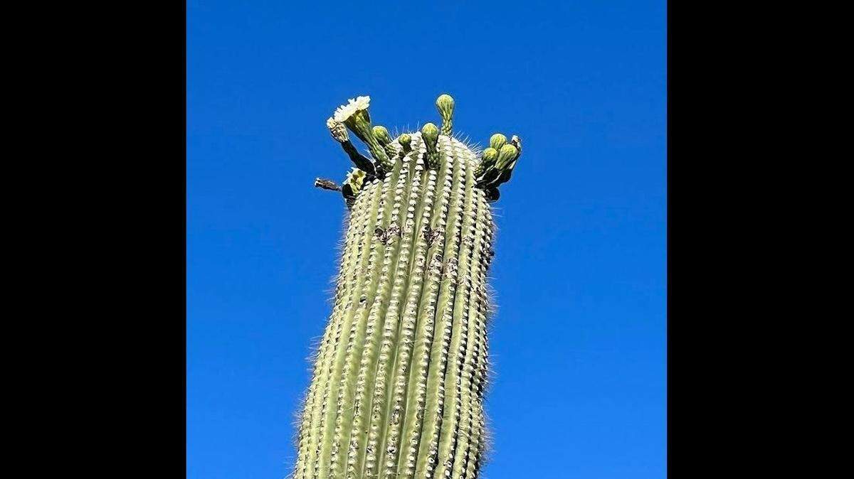 A blooming saguaro is seen in this November 2022 photo. Saguaros typically bloom in the spring, and biologists are unsure why they are blooming in the fall.