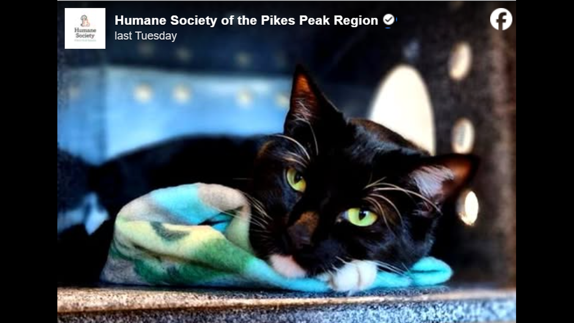 Taco Cat, longing for the home of her dreams.