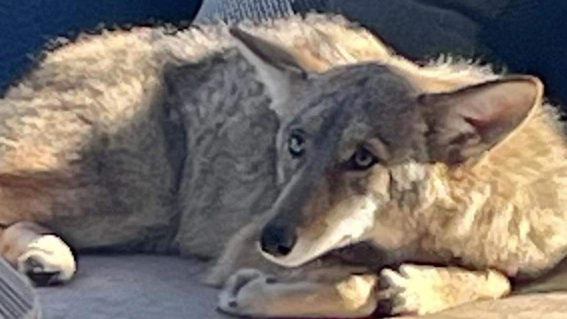 A wild coyote dropped in for a visit on a San Francisco home’s patio and didn’t want to leave, California photos show.