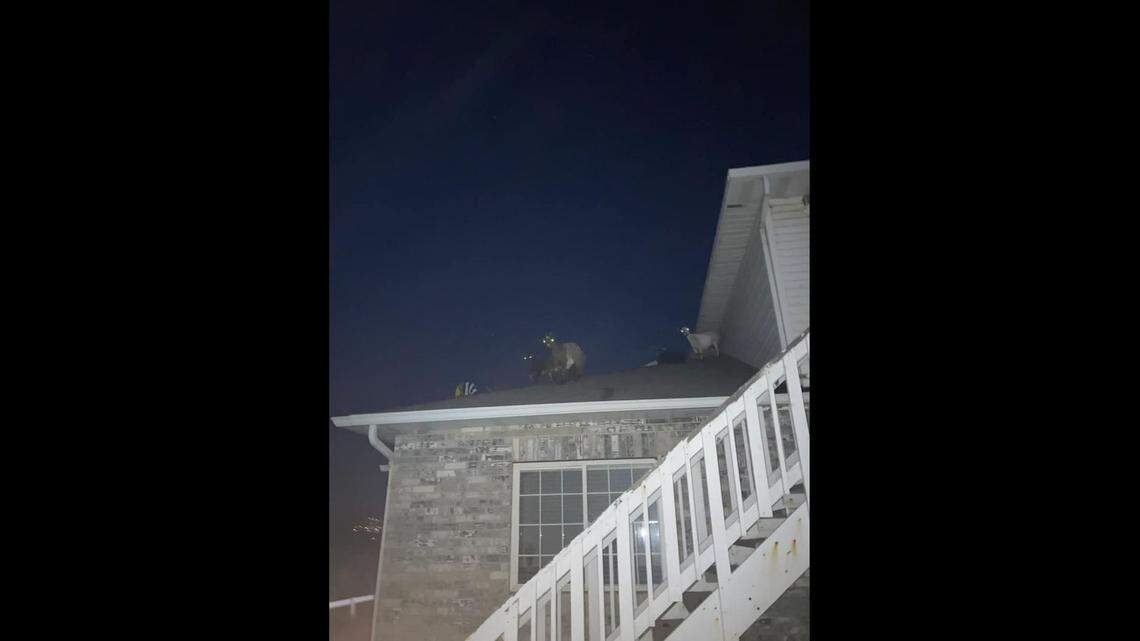 Goats were spotted hanging on a homeowner’s rooftop in Davis County, Utah, on Aug. 20, an animal agency said.