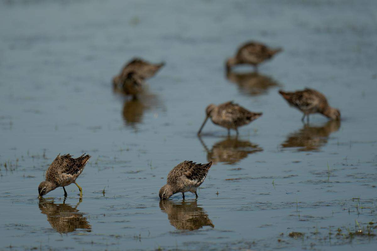 A flock of long-billed dowitchers forages in a flooded agricultural field previously used to harvest cereal grains off Highway 45 in Yolo County in August. The BirdReturns program encourages farmers to flood idle or recently harvested grain fields to create temporary shallow wetlands, providing ideal foraging habitat for shorebirds during late summer and early fall.