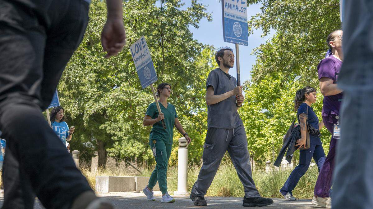Animal health technicians and members of the University Professional and Technical Employees and Communications Workers of America 9119 gather outside UC Davis Veterinary Medicine Teaching Hospital on Tuesday, July 29, 2025, to protest staffing shortages that they say are jeopardizing animal care. The union is expected to grow by roughly 2,000 workers after IT employees voted to join the union in May. 