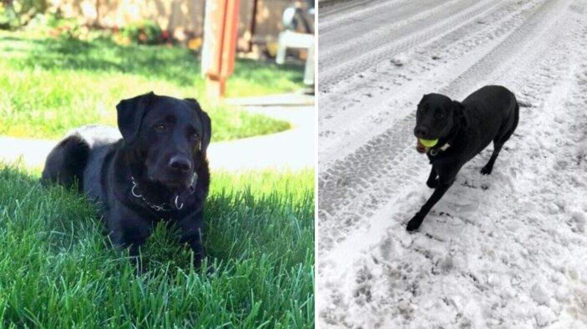 Levi, a retired airport K9 for the Sacramento County Sheriff’s Office, has been lost since Christmas Day and was last seen in Olivehurst.