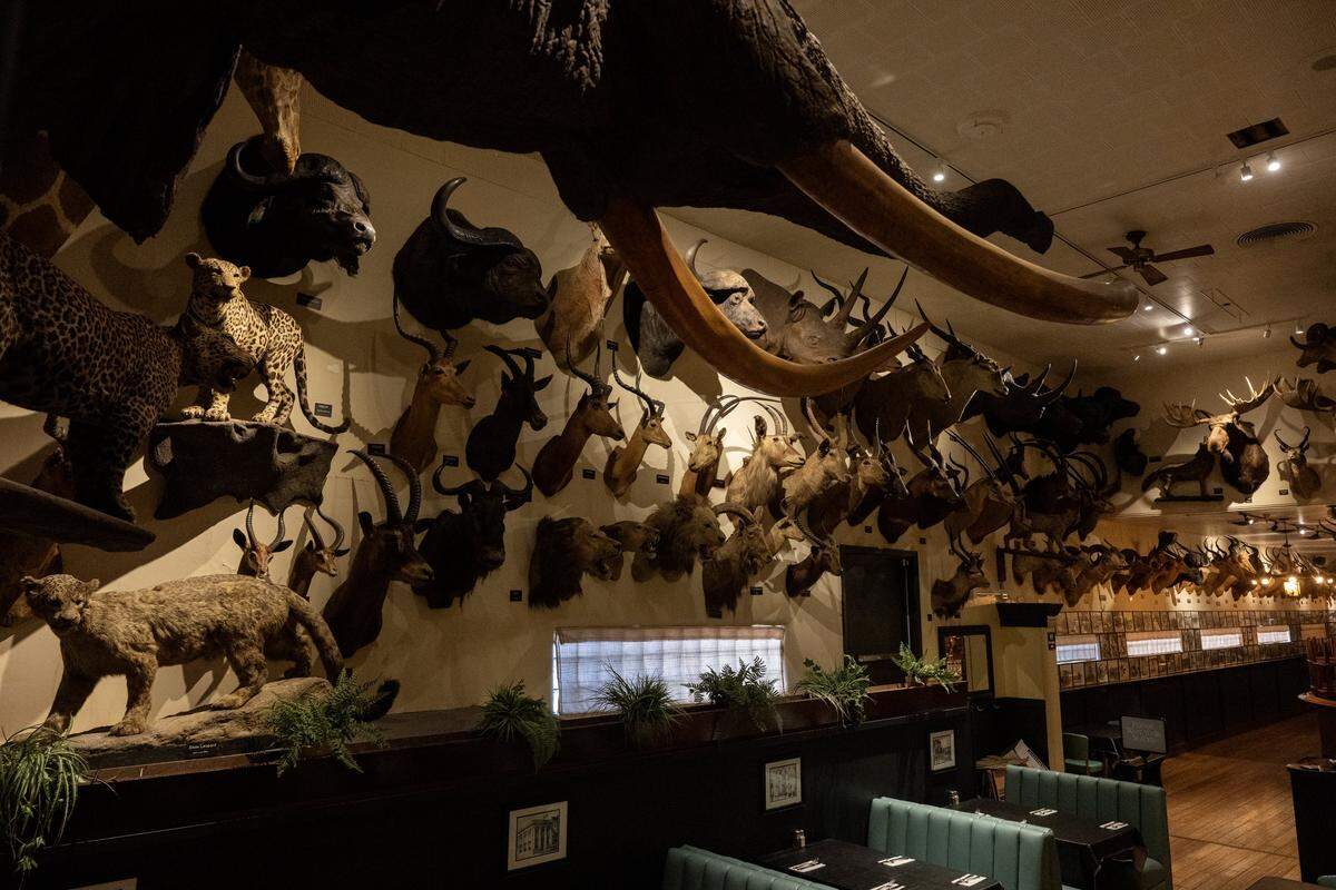 Exotic taxidermied animals and historical photographs of big game hunting hang on the walls of Foster’s Bighorn on Monday, Sept. 22, 2025, in Rio Vista. Former owner Bill Foster shot most of the animals in the collection.