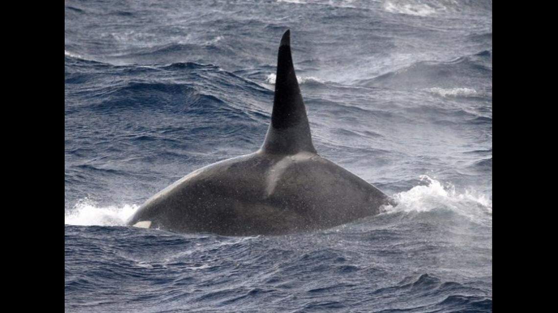 The killer whales have been spotted far out to sea, suggesting they may be a new population of orcas, the researchers said.