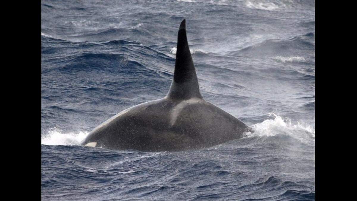 The killer whales have been spotted far out to sea, suggesting they may be a new population of orcas, the researchers said.