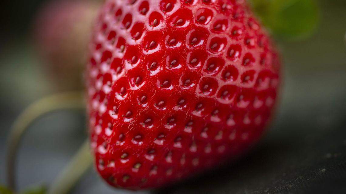 The Royal Royce is one of five new varieties from the Strawberry Breeding Program at the University of California, Davis, that will help farmers manage diseases, control cost and produce plenty of large, robust berries.