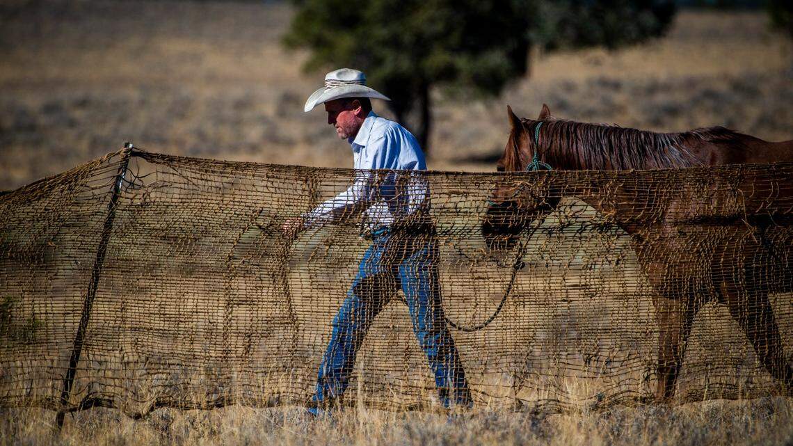 How to fix federal mismanagement of California’s wild horse population