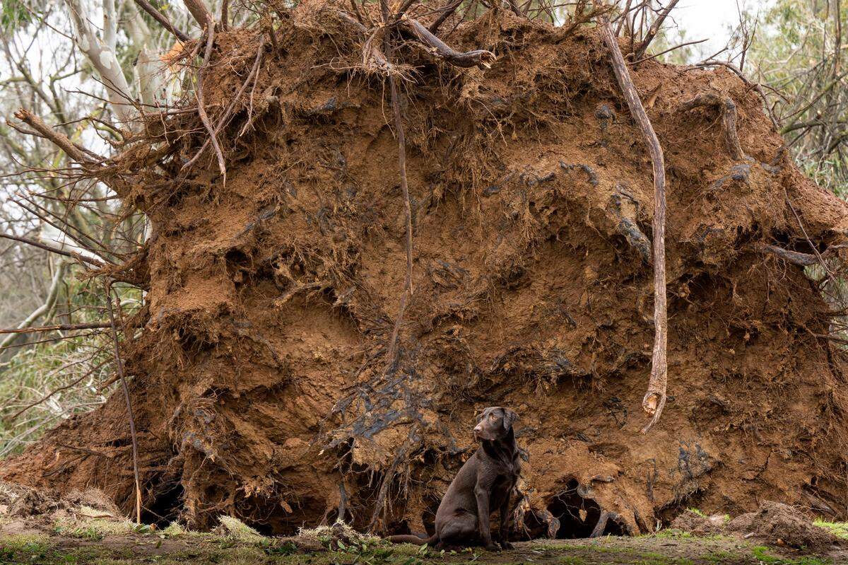 A chocolate lab named Atlas sits for a photo in front of the roots of a large fallen tree in William Land Park near Sutterville Road and Freeport Boulevard on Wednesday that fell in recent high winds and storms.