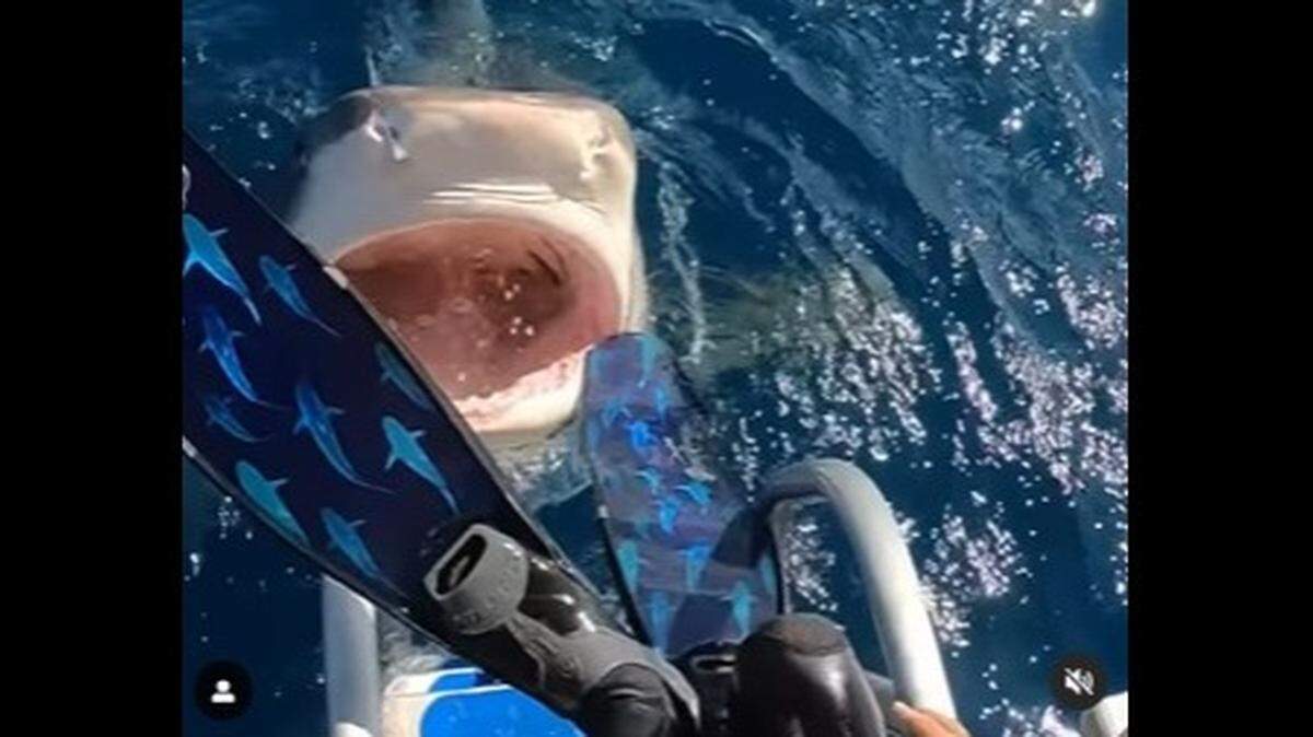A viral video shows marine scientist Ocean Ramsey almost drop off a boat near Hawaii into the open jaws of a surfacing tiger shark.