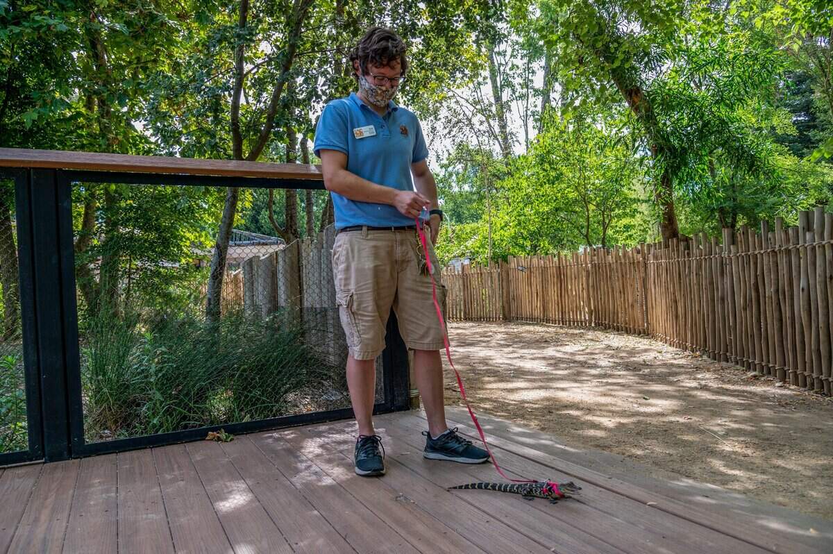 Kate Cooley walks Ronnie at the Sacramento Zoo on Thursday.