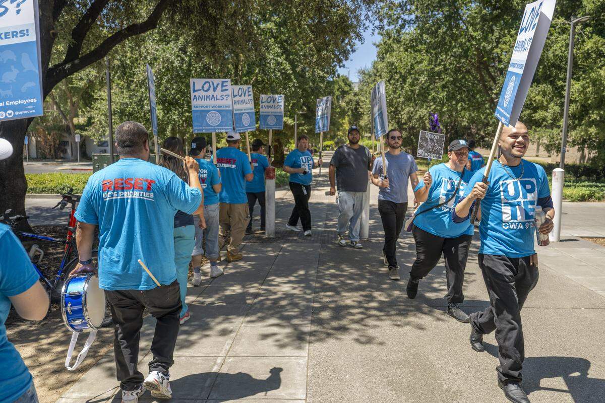 Animal health technicians and members of the University Professional and Technical Employees and Communications Workers of America Local 9119 gather outside UC Davis Veterinary Medicine Teaching Hospital on Tuesday to protest staffing shortages that they say are jeopardizing animal care.